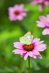 エキナセアと蝶々