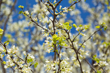 Delicate bright white and pink flowering trees in the garden against the blue sky on a sunny spring day
