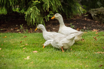 Issaquah, Washington State, USA. Three free-ranging domestic Pekin ducks strolling through the yard and eating as they go. 