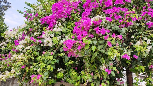 purple flowers in the garden with white flowers in between and green lush