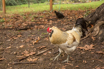 Issaquah, Washington State, USA. Free-ranging Ameraucana rooster. 