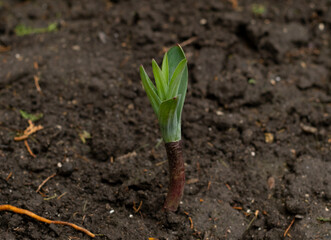 A young plant that forms in the soil in spring. The appearance of the first plants after fertilizing the soil.