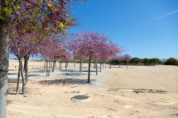 Fototapeta premium Delicate bright pink flowering trees in the garden against the blue sky on a sunny spring day