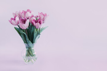 Tender violet tulips in a vase on a violet pastel background. Greeting card for Women's day.