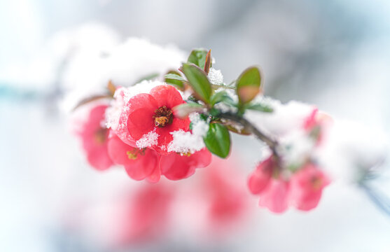 Red tree flowers (japanese quince) in snow