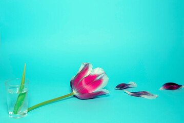 A lush variegated tulip lies on a blue background. Nearby is a glass of water with a leaf of a flower. Minimalist romantic concept