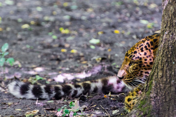 North Chinese leopard in the hide of a tree