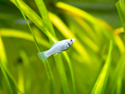 white molly fish (Poecilia sphenops) isolated in a fish tank with blurred background