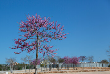 Delicate bright pink flowers against the blue sky on a sunny spring day