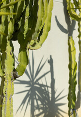 green cacti and succulents against a gray wall on a sunny day