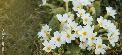 Spring landscape flowers Mother's Day background banner panorama greeting card - blooming white cushion primrose ( Primula vulgarisms Hubs. / Primula acaulis ) on green meadow in garden / park