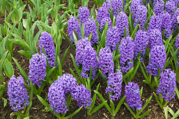 Mount Vernon, Washington State, USA. Blue Jacket Hyacinths (Hyacinthus orientalis).