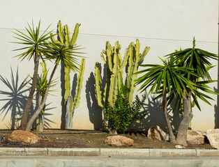 green cacti and succulents against a gray wall on a sunny day