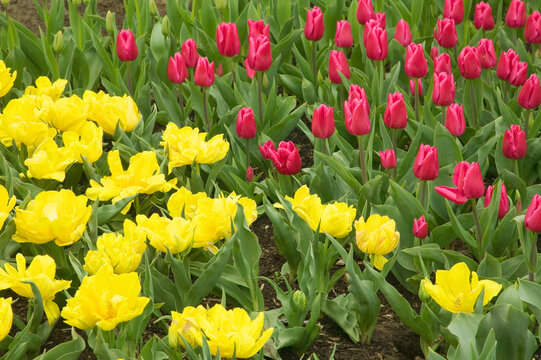 Mount Vernon, Washington State, USA. Christmas Marvel (red) And Monte Carlo (yellow) Tulips.