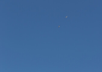 Flying bird in the blue sky