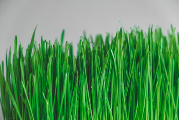 Fototapeta premium Fresh green grass on a gray background. Copy, empty space for text
