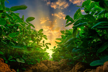 low angle of peanuts plantation in countryside at evening with sunshine, industrial agriculture - obrazy, fototapety, plakaty
