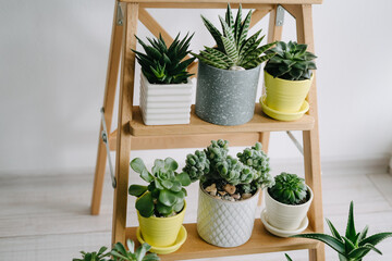 Beautiful succulents in gray, white and yellow pots.