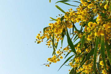 Blooming mimosa bright yellow balls flowers on a bright spring sunny day