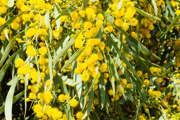Blooming mimosa bright yellow balls flowers on a bright spring sunny day