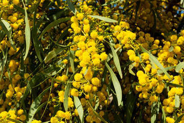 Blooming mimosa bright yellow balls flowers on a bright spring sunny day