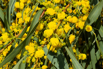 Blooming mimosa bright yellow balls flowers on a bright spring sunny day