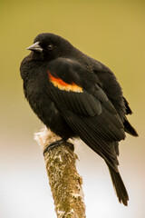 Ridgefield National Wildlife Refuge, Ridgefield, Washington State, USA. Fluffed-up male red-winged blackbird on a cattail .