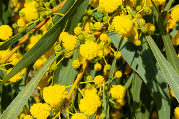Blooming mimosa bright yellow balls flowers on a bright spring sunny day