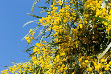 Blooming mimosa bright yellow balls flowers on a bright spring sunny day