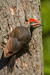 Issaquah, Washington State, USA. Pileated woodpecker on a tree trunk.