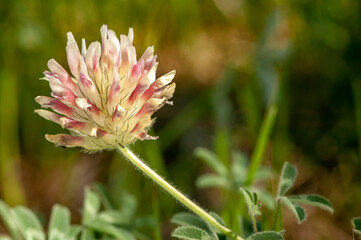 Issaquah, Washington State, USA. Largehead clover (Trifolium macrocephalum) wildflower.