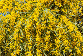 Blooming mimosa bright yellow balls flowers on a bright spring sunny day