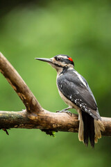 Issaquah, Washington State, USA. Male hairy woodpecker perched on a dead branch in springtime.