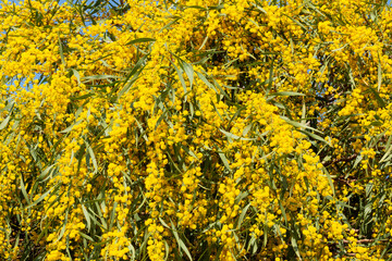Blooming mimosa bright yellow balls flowers on a bright spring sunny day