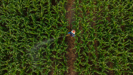 Aerial view above farmers spraying pesticides plants in corn field using an automatic machine