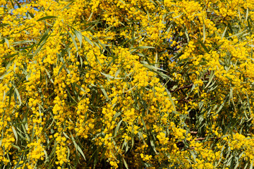 Blooming mimosa bright yellow balls flowers on a bright spring sunny day