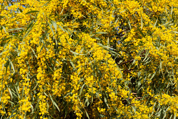 Blooming mimosa bright yellow balls flowers on a bright spring sunny day