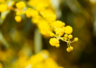 Blooming mimosa bright yellow balls flowers on a bright spring sunny day