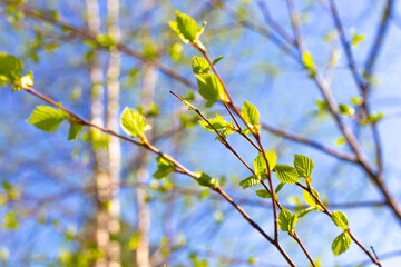 Spring in the park. Delicate green fresh young birch leaves bloom under the rays of the sun, against the backdrop of a blue sky. Selective focus
