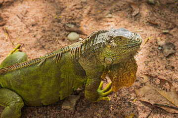 Close up of green iguana on the ground.