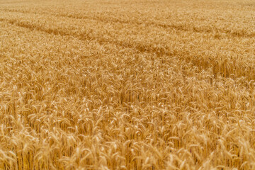 Large field of yellow wheat. Ripe golden plants rising at field. Harvesting cereal landscapes.