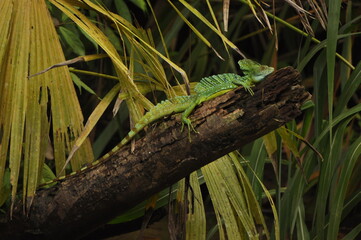 costa rica green lizard on a branch