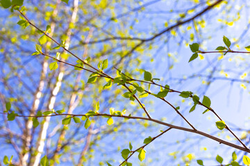 Spring in the park. Delicate green fresh young birch leaves bloom under the rays of the sun, against the backdrop of a blue sky. Selective focus