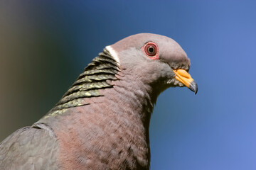 Issaquah, Washington State, USA. Band-tailed Pigeon (Columba fasciata) close-up of head and shoulders.