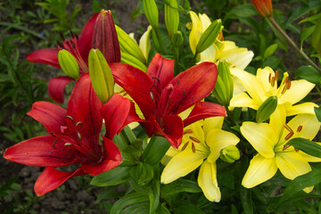 Red and yellow lily flowers grow and bloom in the garden in summer