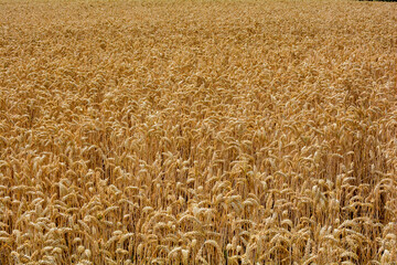 A big  golden grain field before harvest