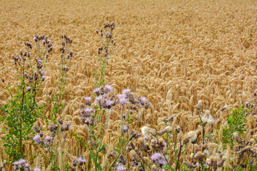 Many field thistle in front of a  grain field