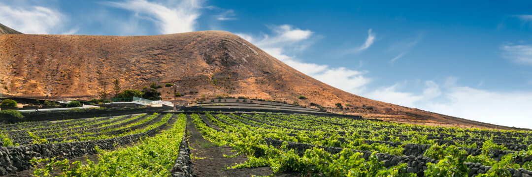 Vineyard upon black volcanic sand in Lanzarote