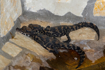 African dwarf crocodile babies soon after hatching
