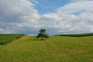 A  green meadow with a tree in the middle, between corn fields